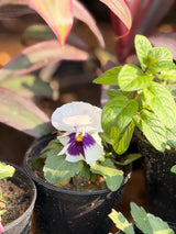 Pansy Flower