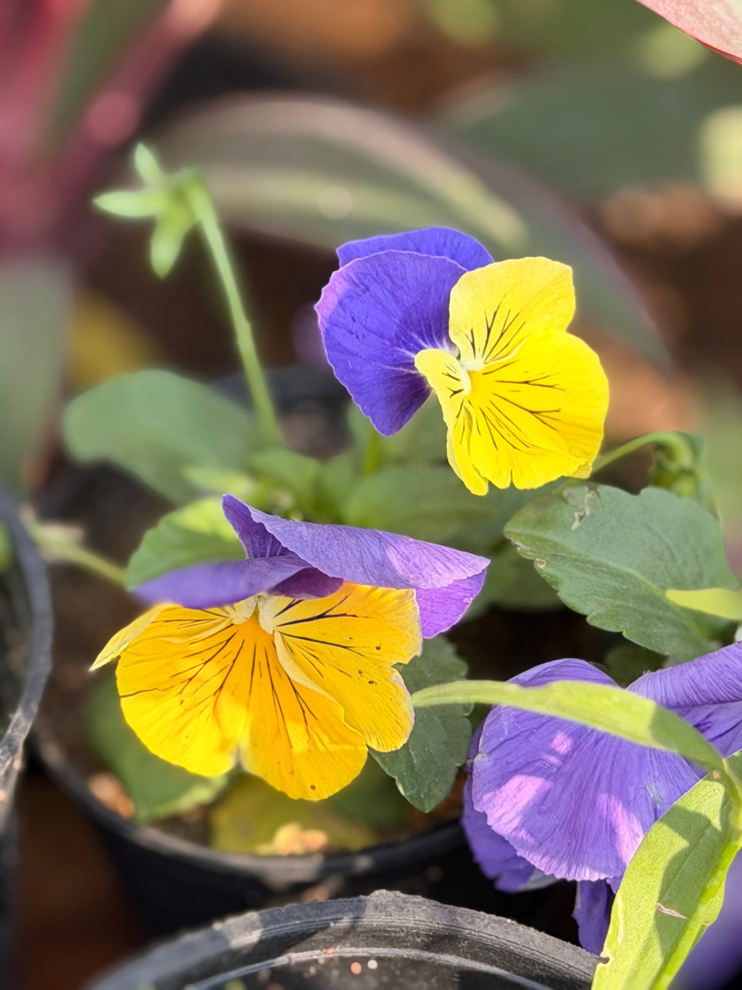 Pansy Flower