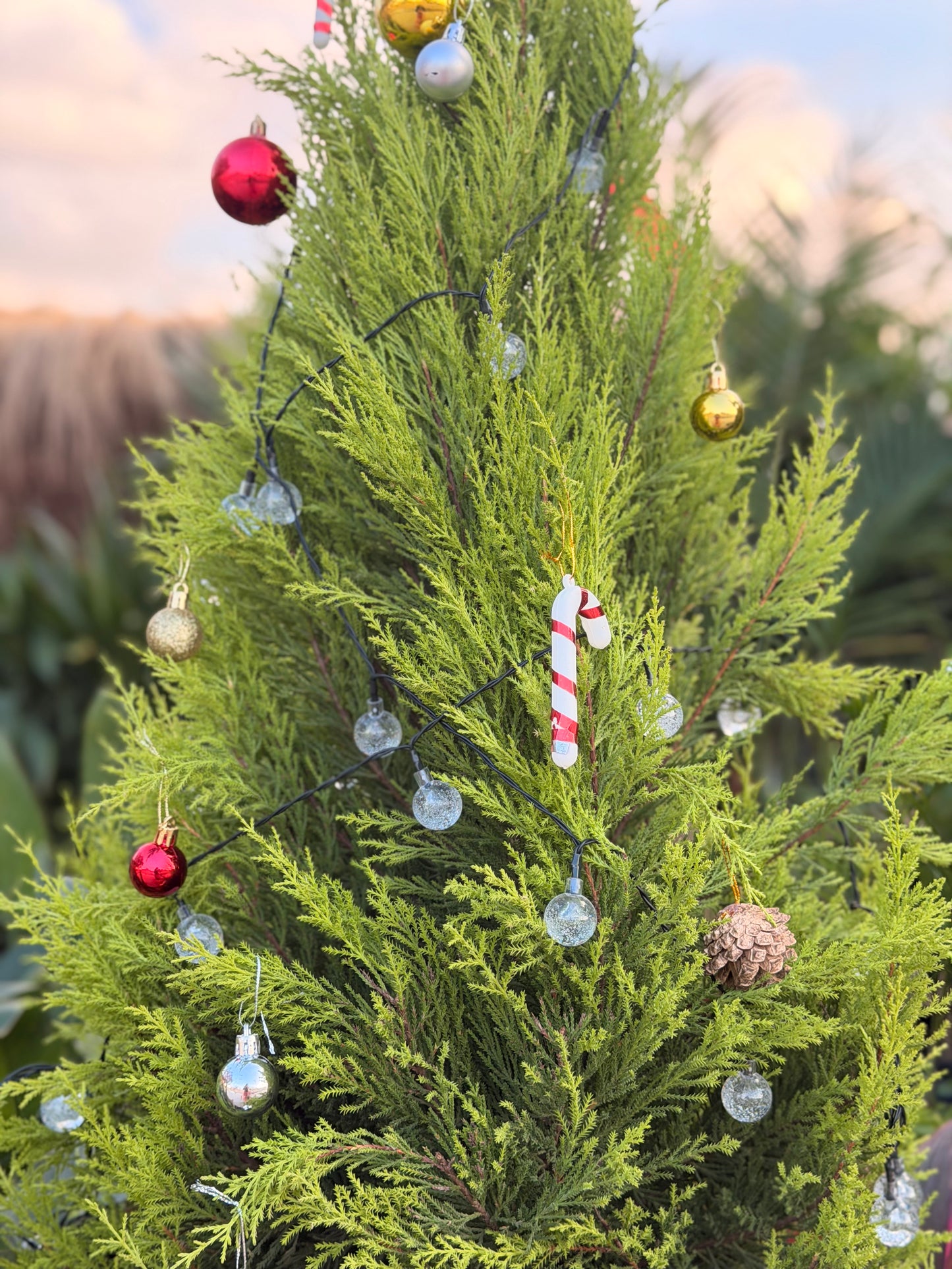 Natural Pine Tree + DIY christmas box