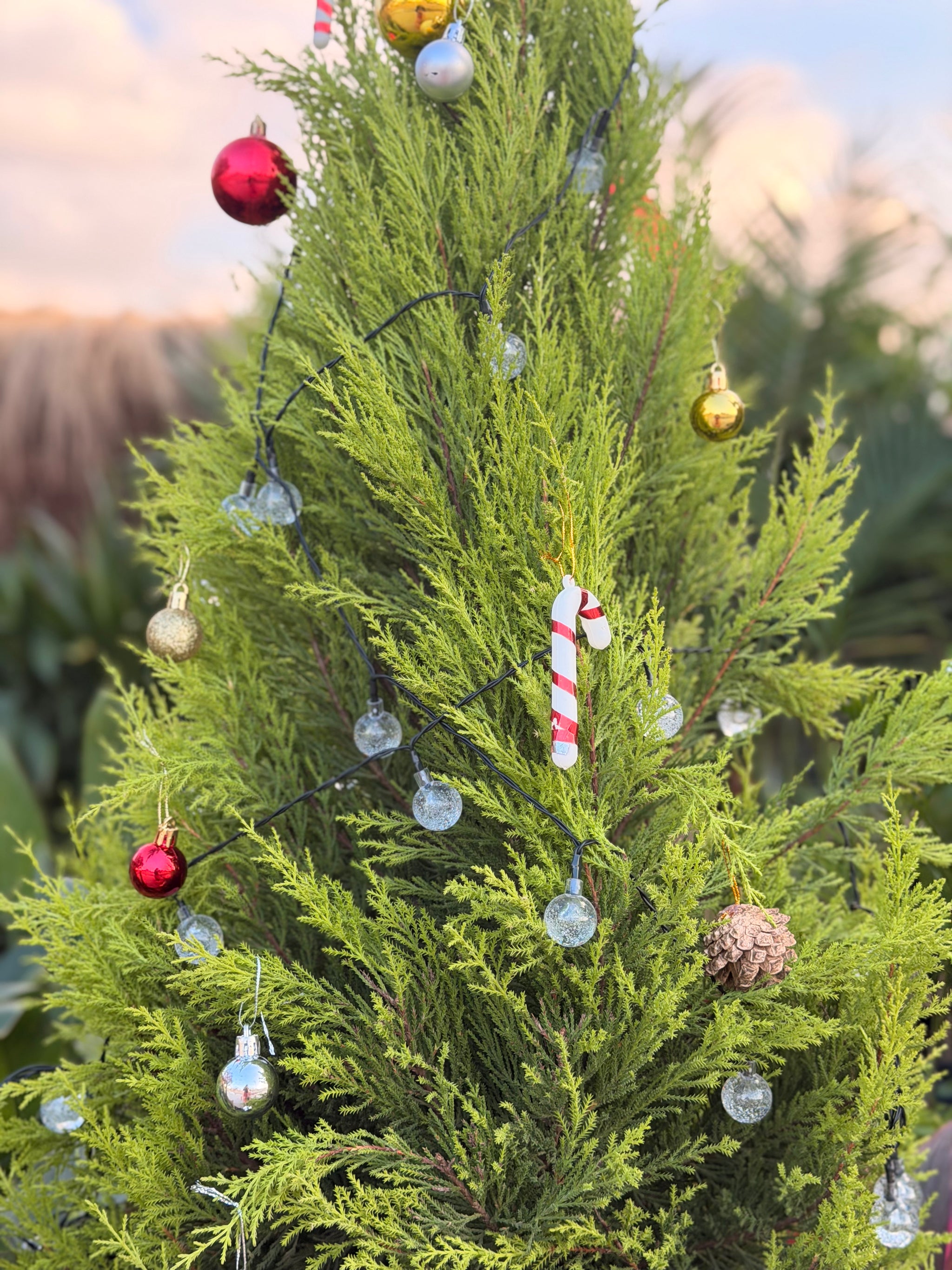 Natural Pine Tree + DIY christmas box
