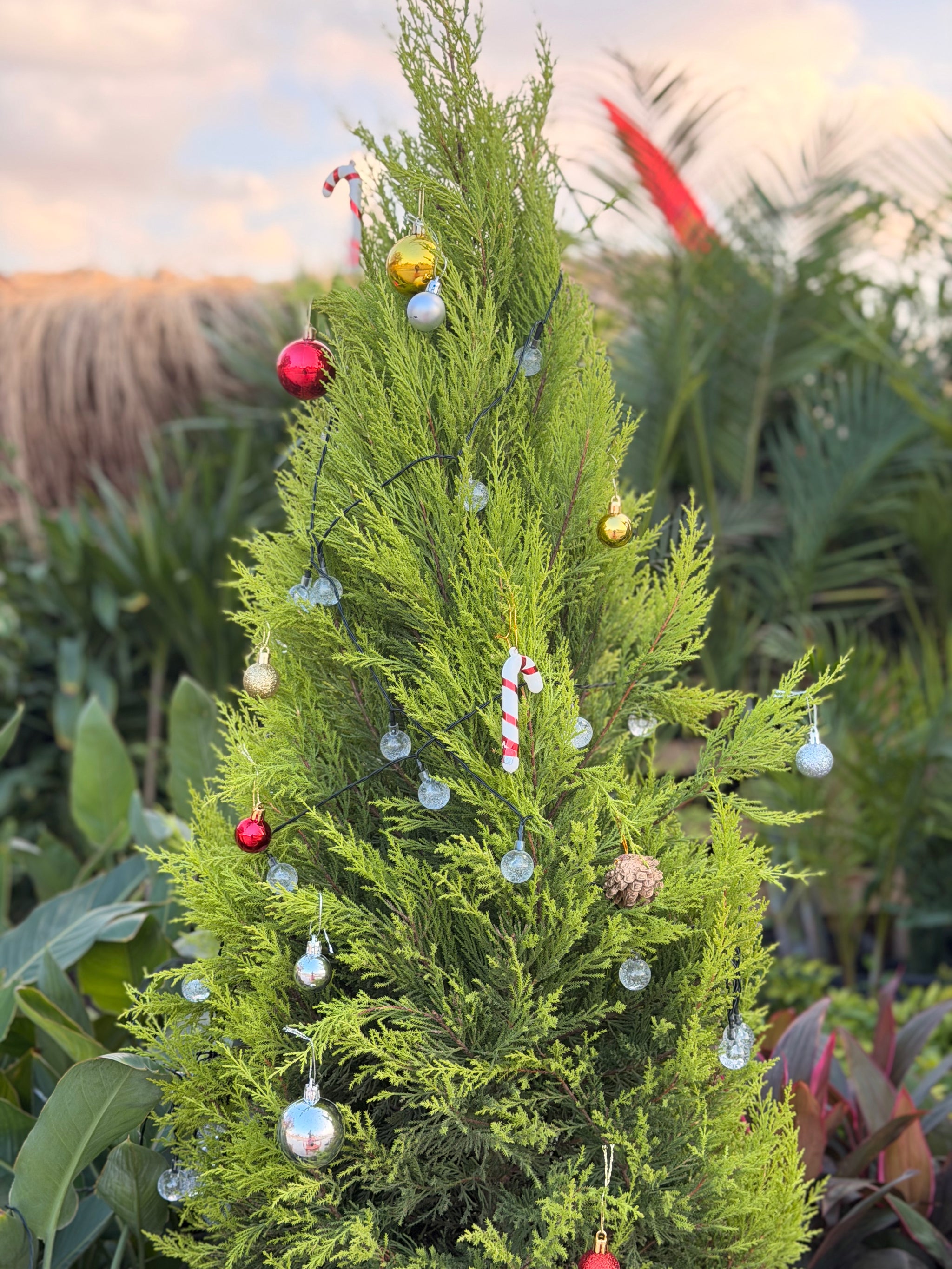 Natural Pine Tree + DIY christmas box