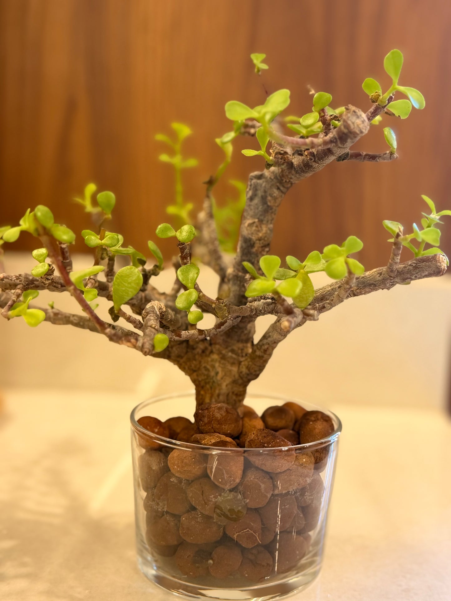 Clear Glass Cylinder