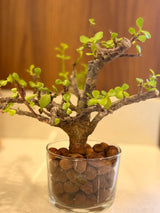 Clear Glass Cylinder