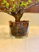 Clear Glass Cylinder