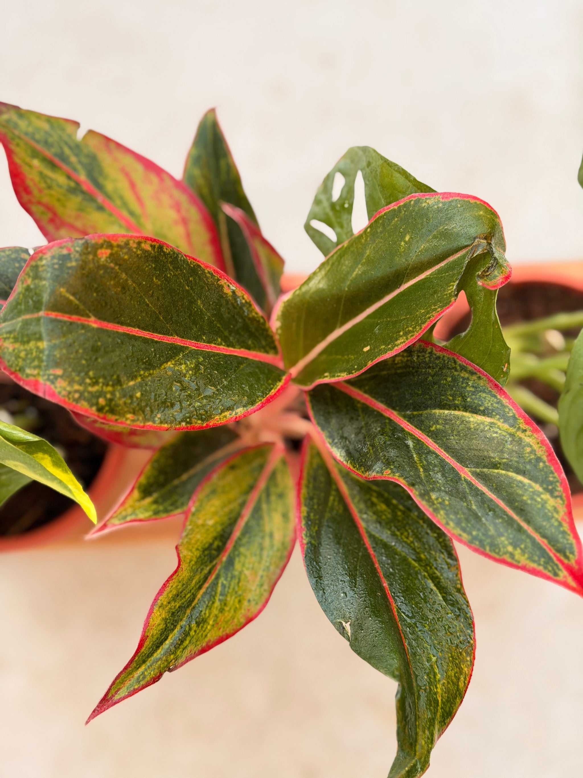 Red Aglaonema