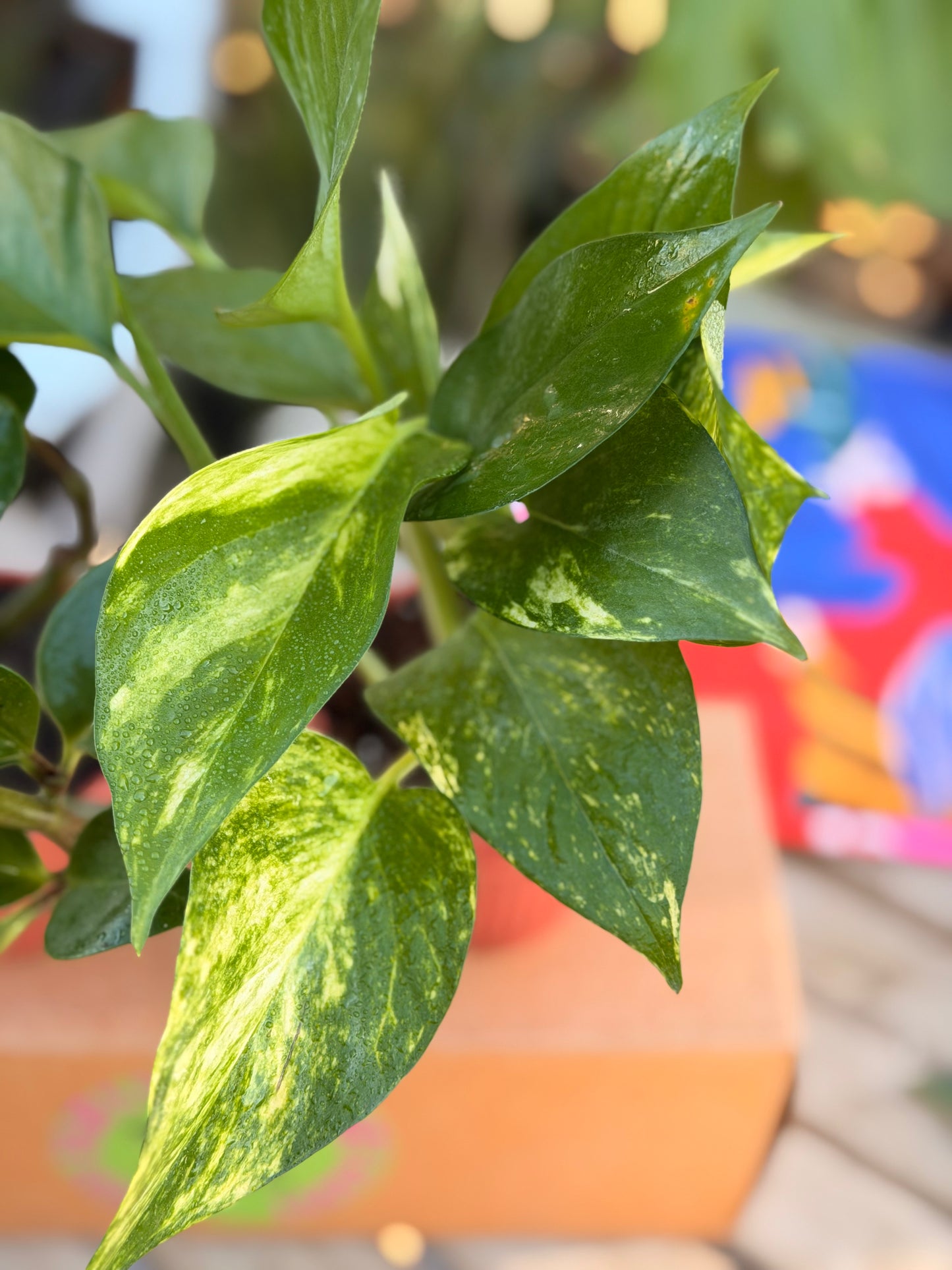 Golden Pothos