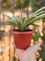 Spider Plant