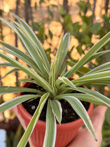 Spider Plant