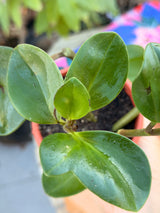 Peperomia