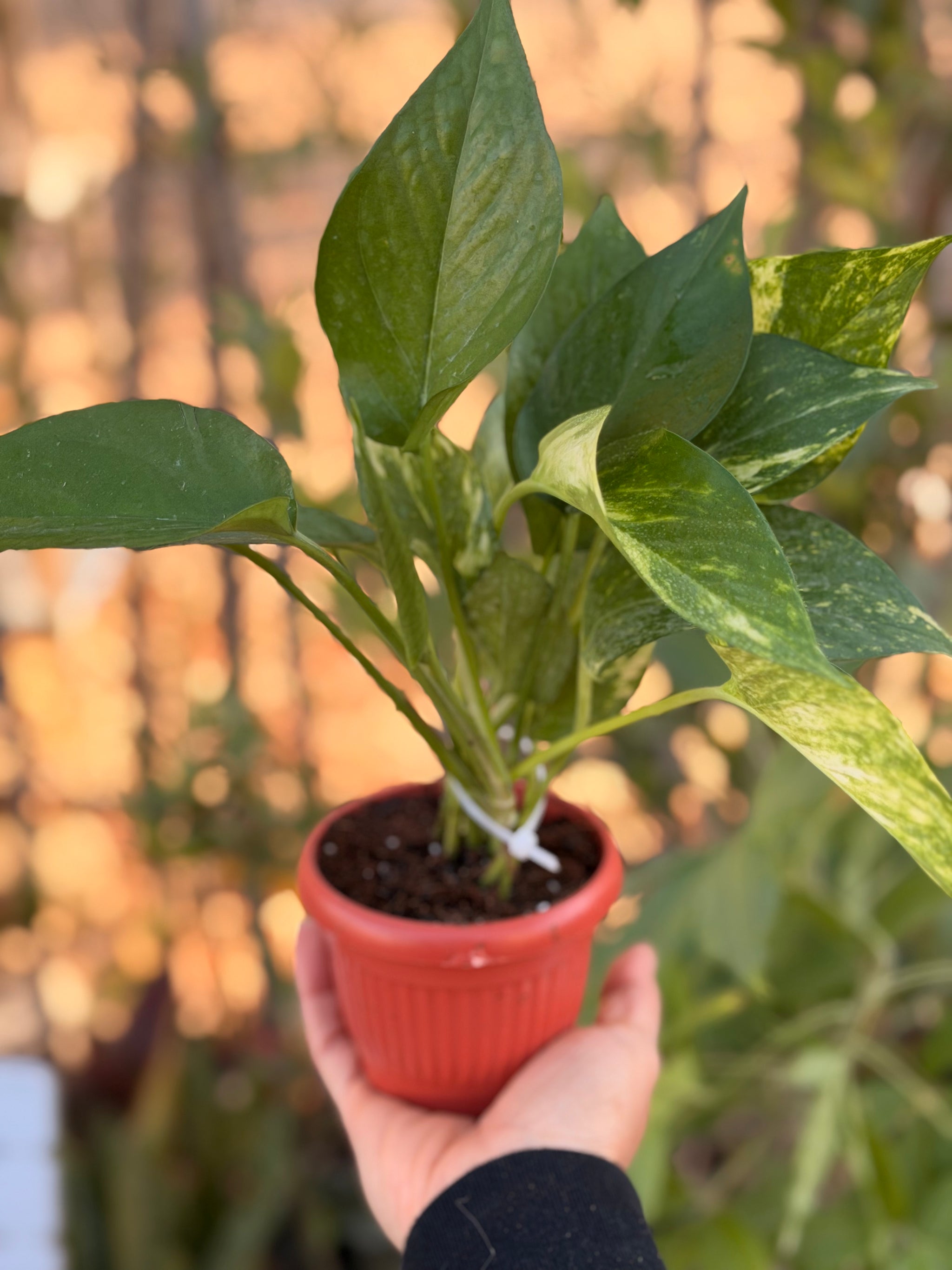 Golden Pothos