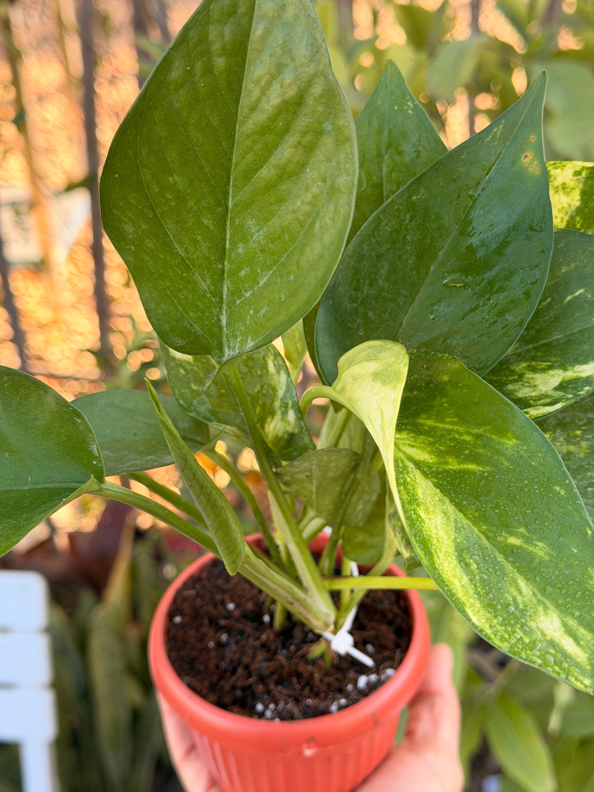 Golden Pothos