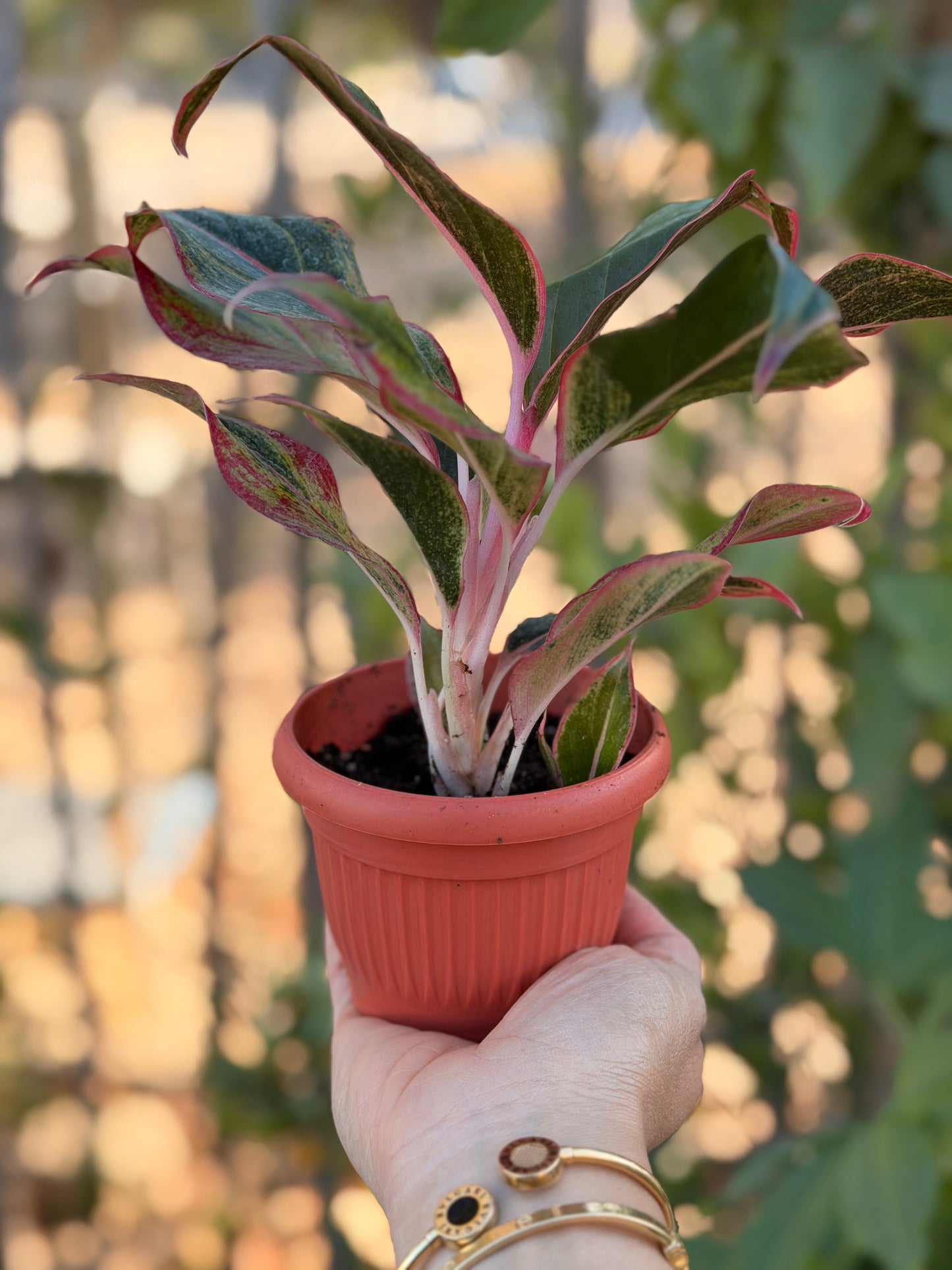 Red Aglaonema
