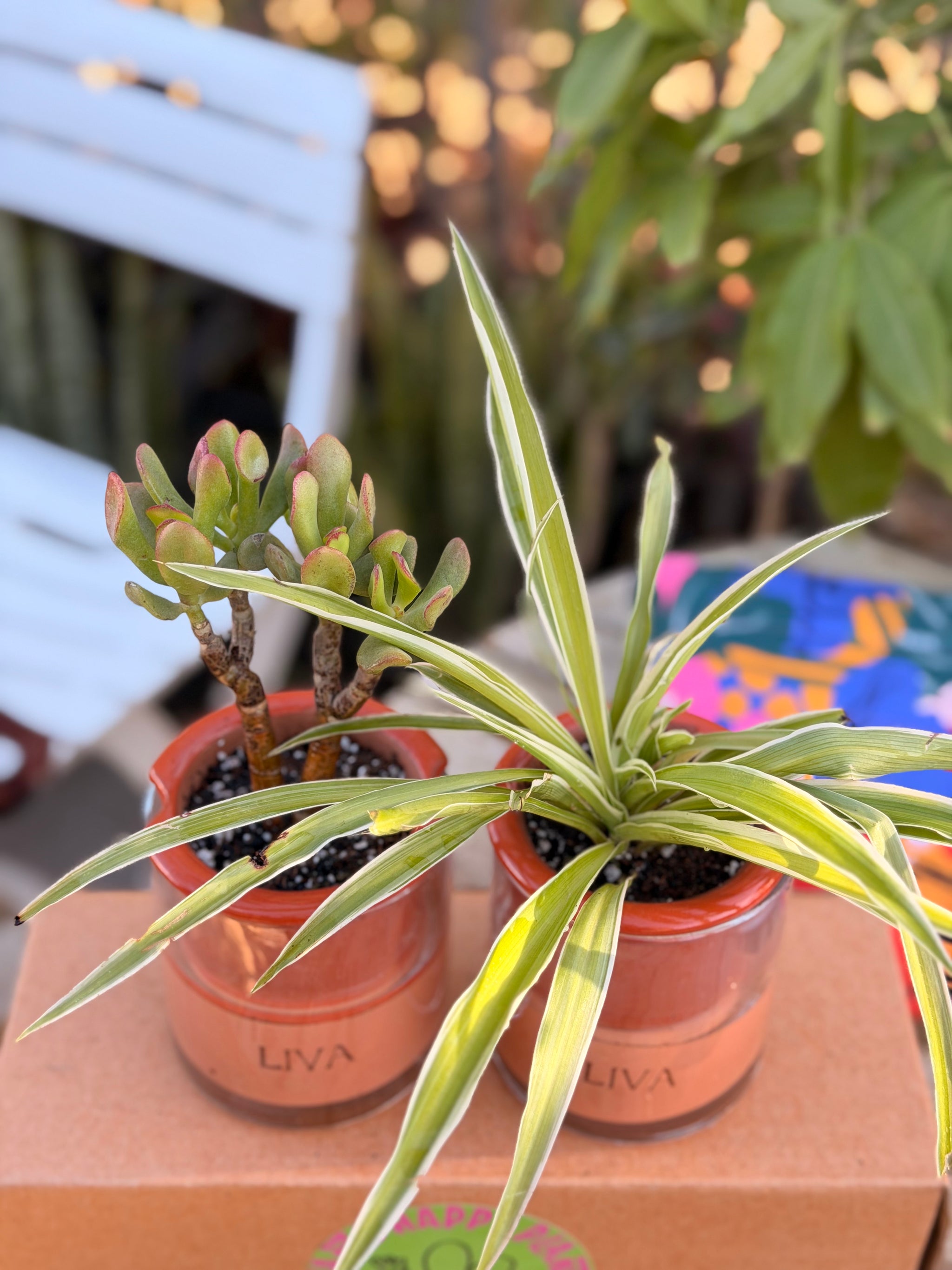 Breathable terracotta (LIVA)