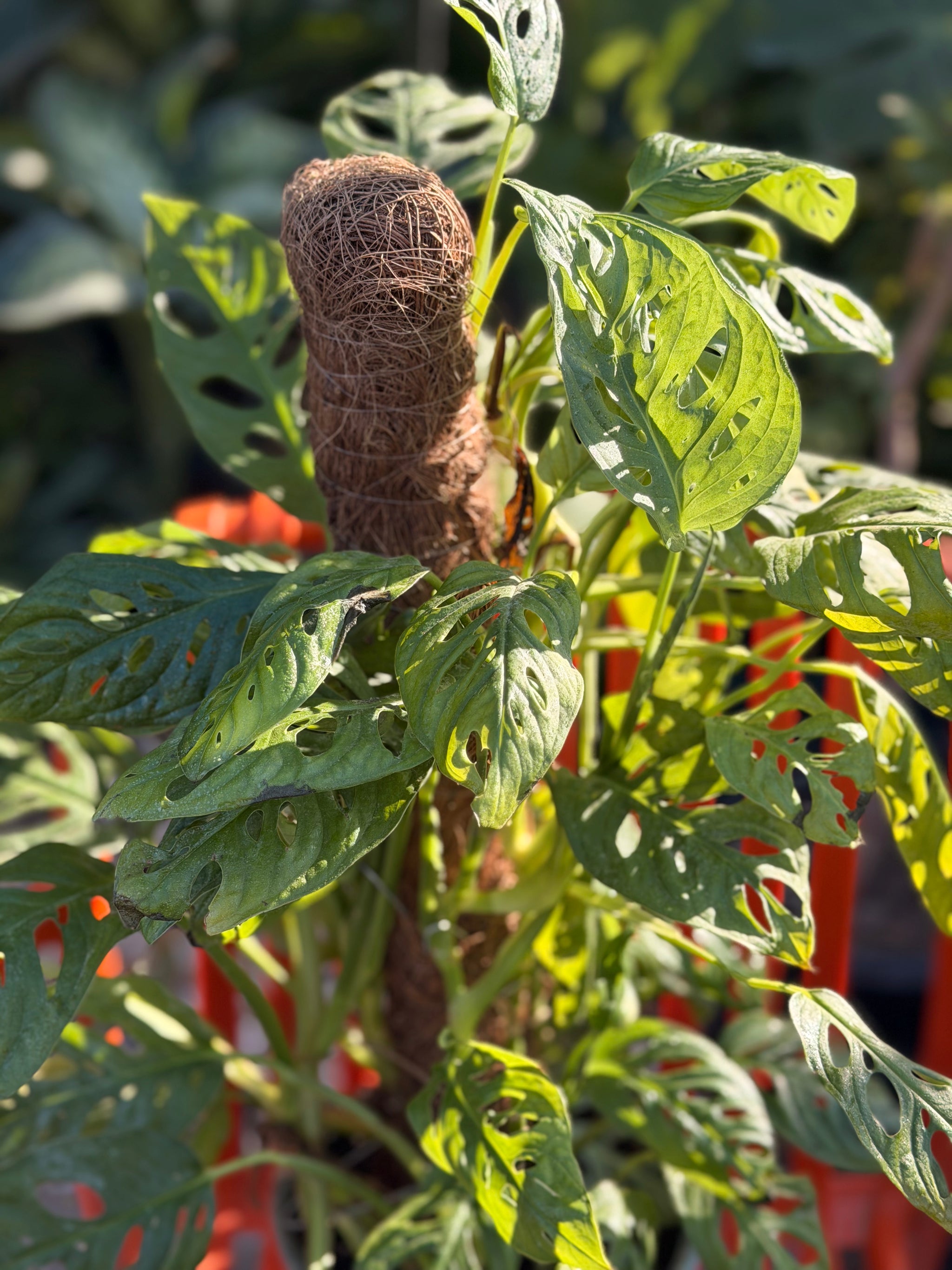 Monstera Adansonii