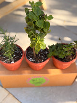 Kitchen Essentials Trio