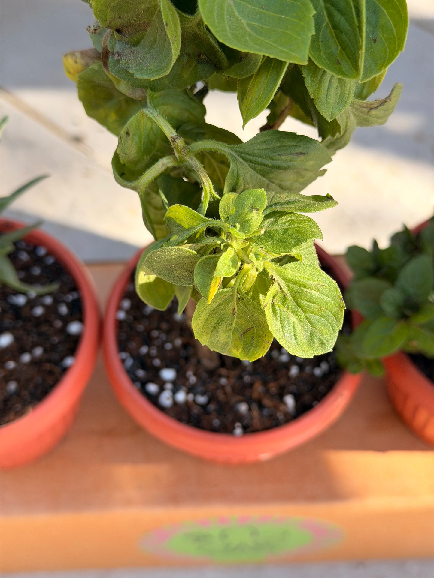 Kitchen Essentials Trio