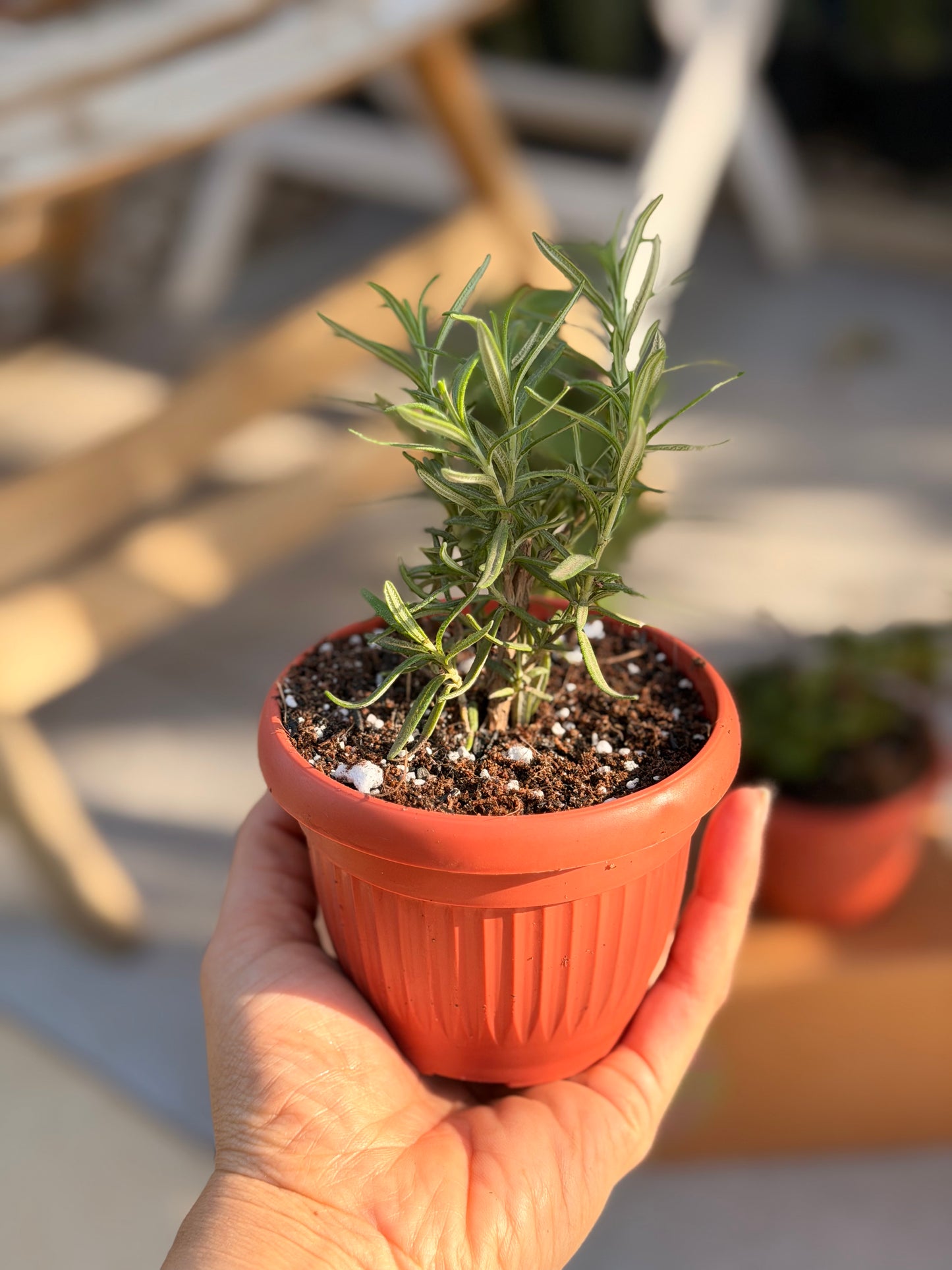 Kitchen Essentials Trio