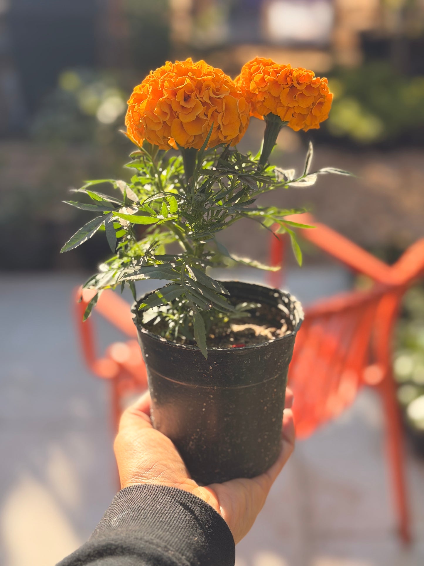 Marigold