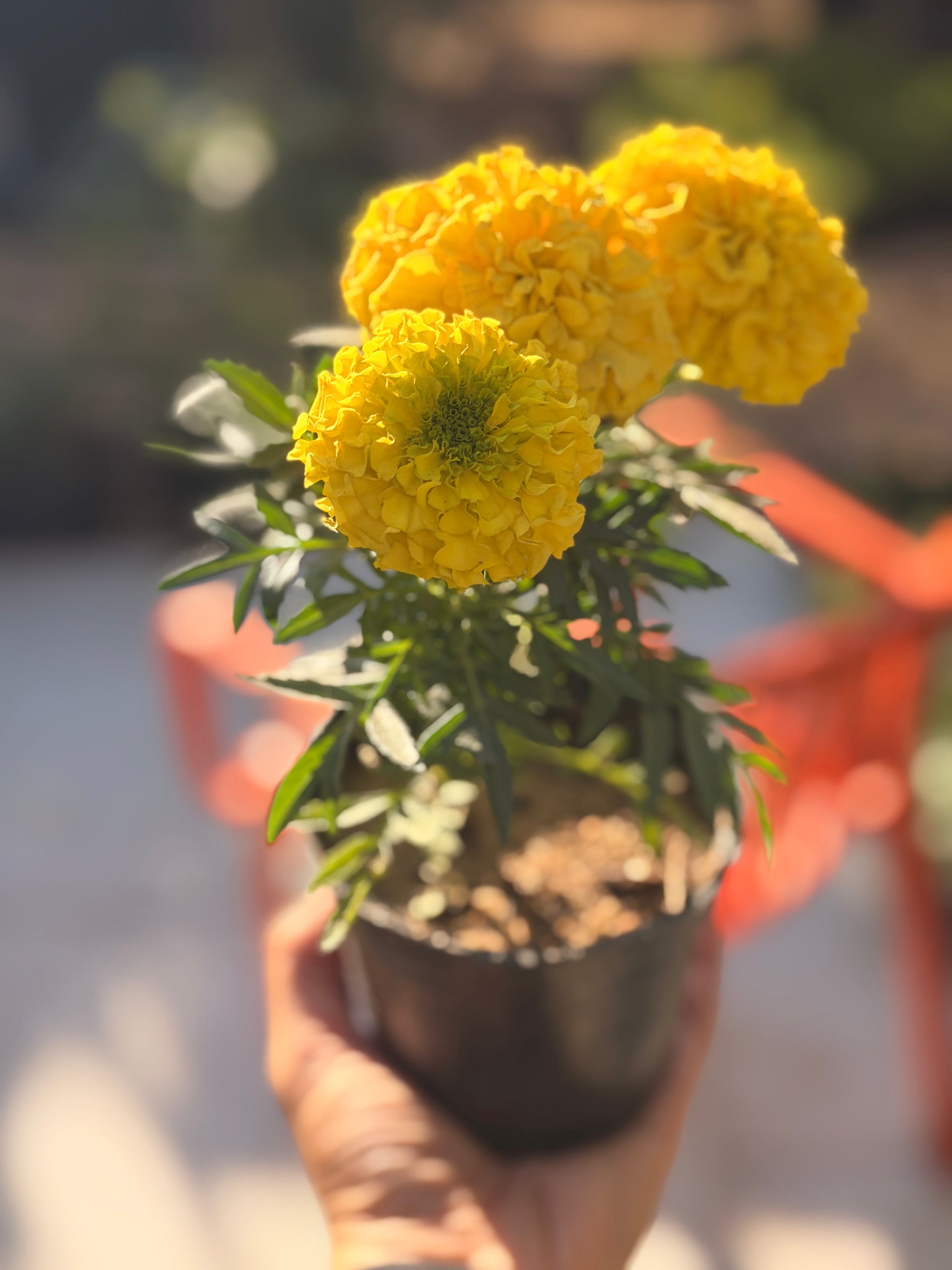 Marigold