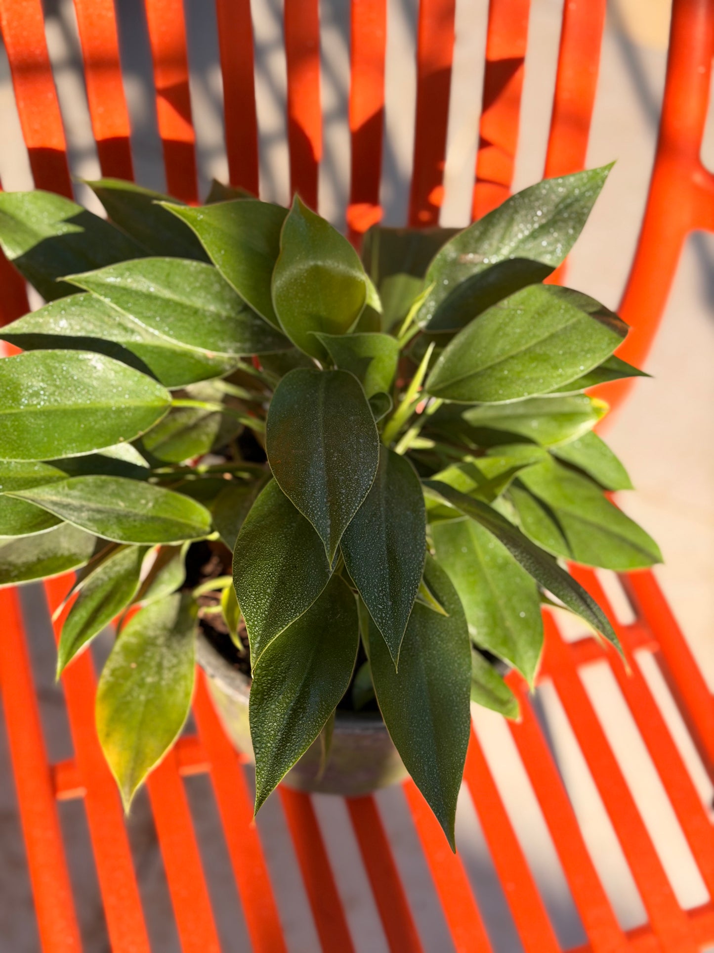 Green Imperial Philodendron (Queen)