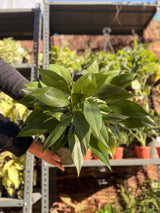 Green Imperial Philodendron (Queen)