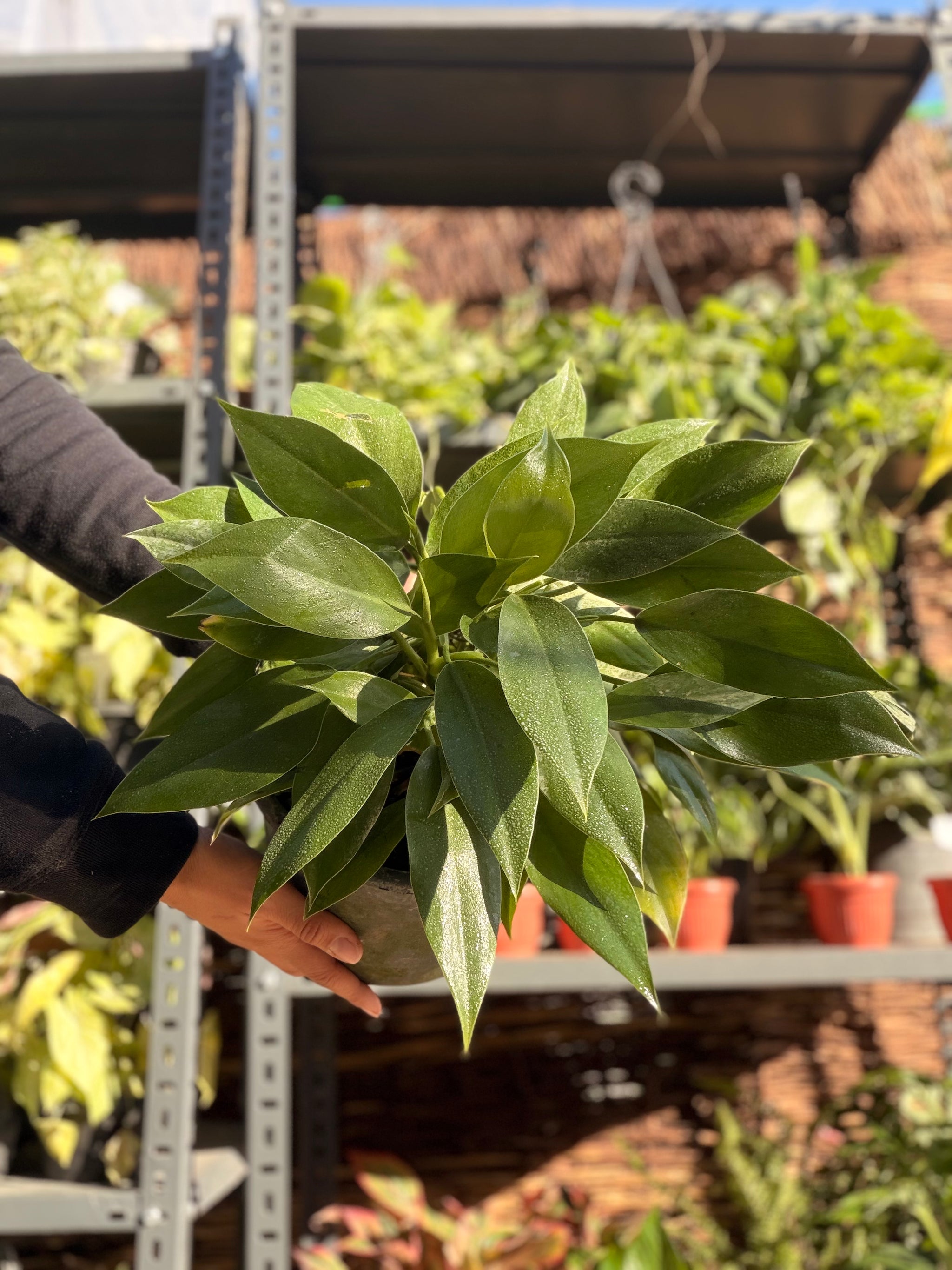Green Imperial Philodendron (Queen)