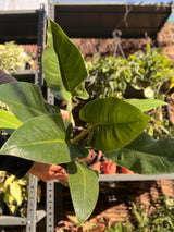 Green Imperial Philodendron (King)