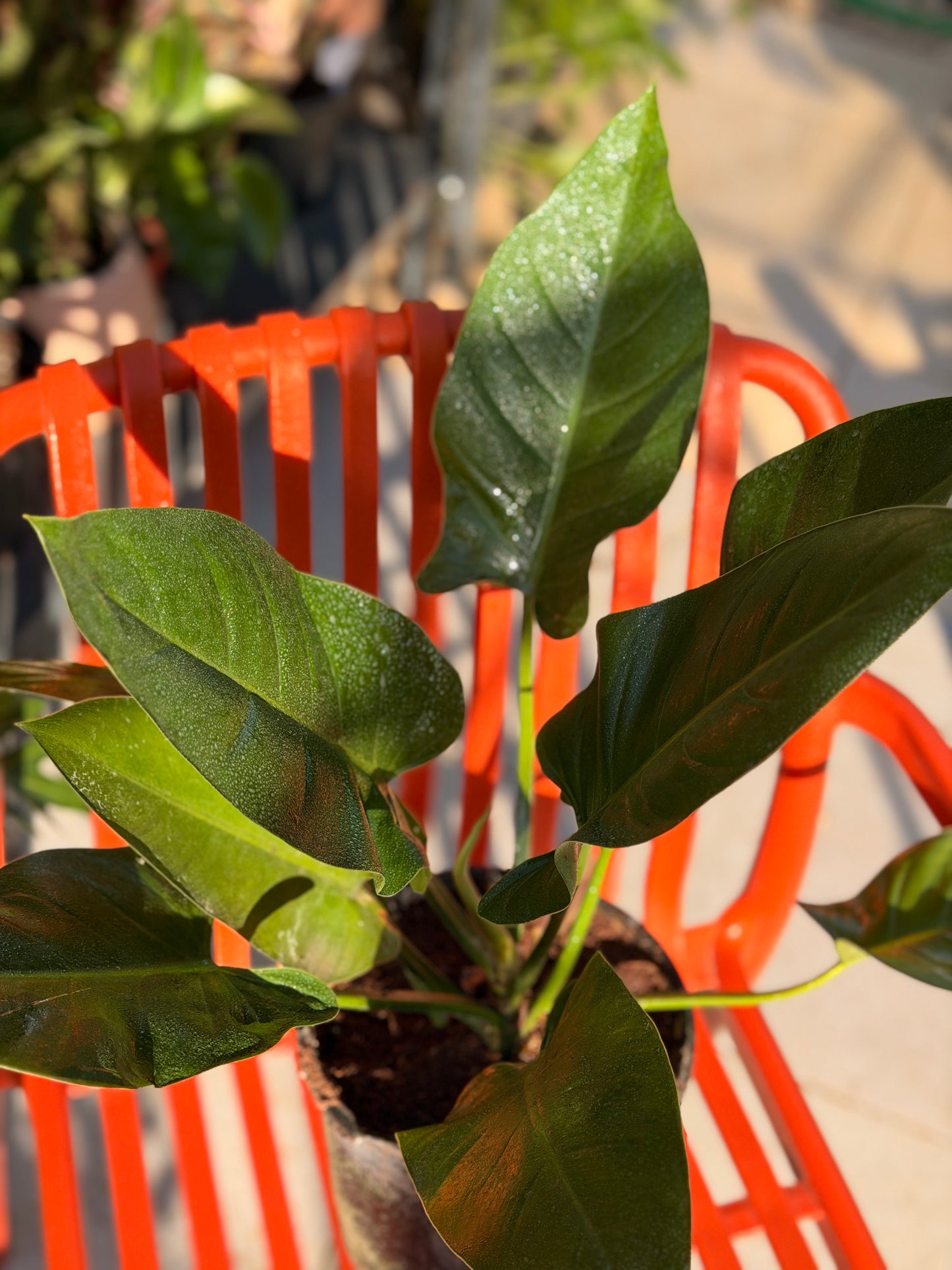 Green Imperial Philodendron (King)