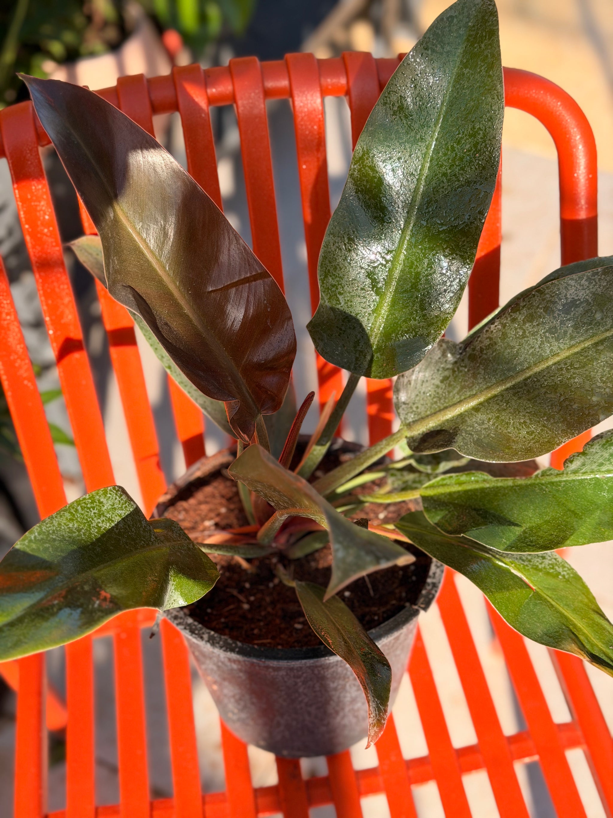 Red Imperial Philodendron (Queen)