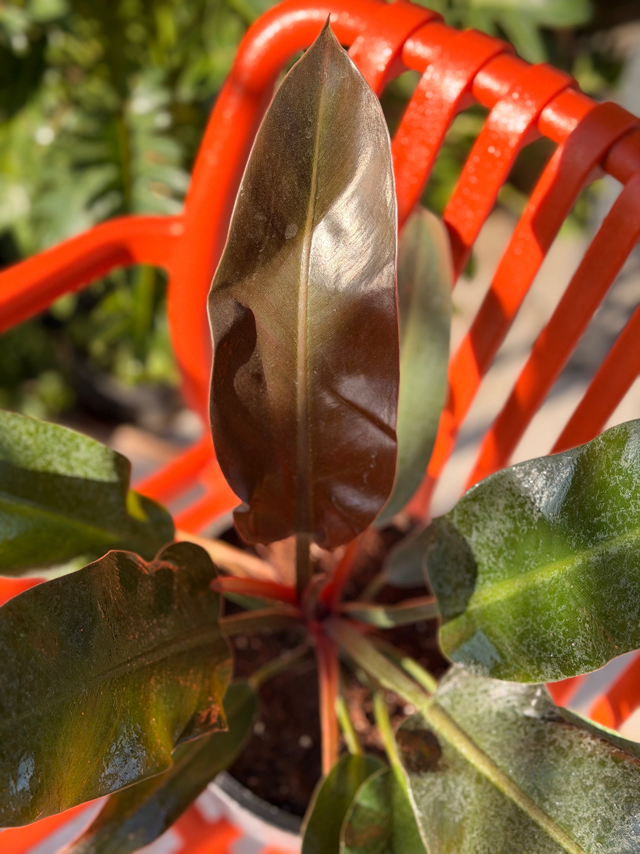 Red Imperial Philodendron (Queen)