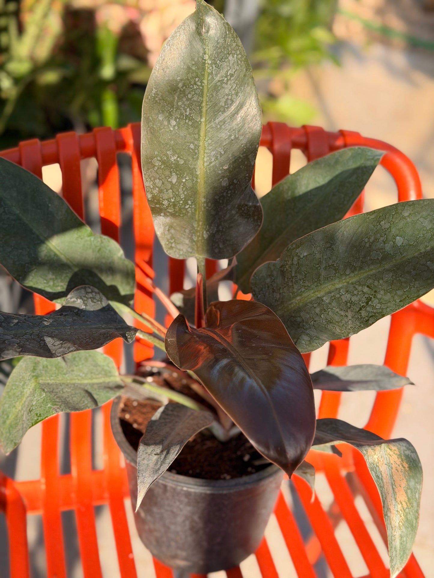 Red Imperial Philodendron (King)