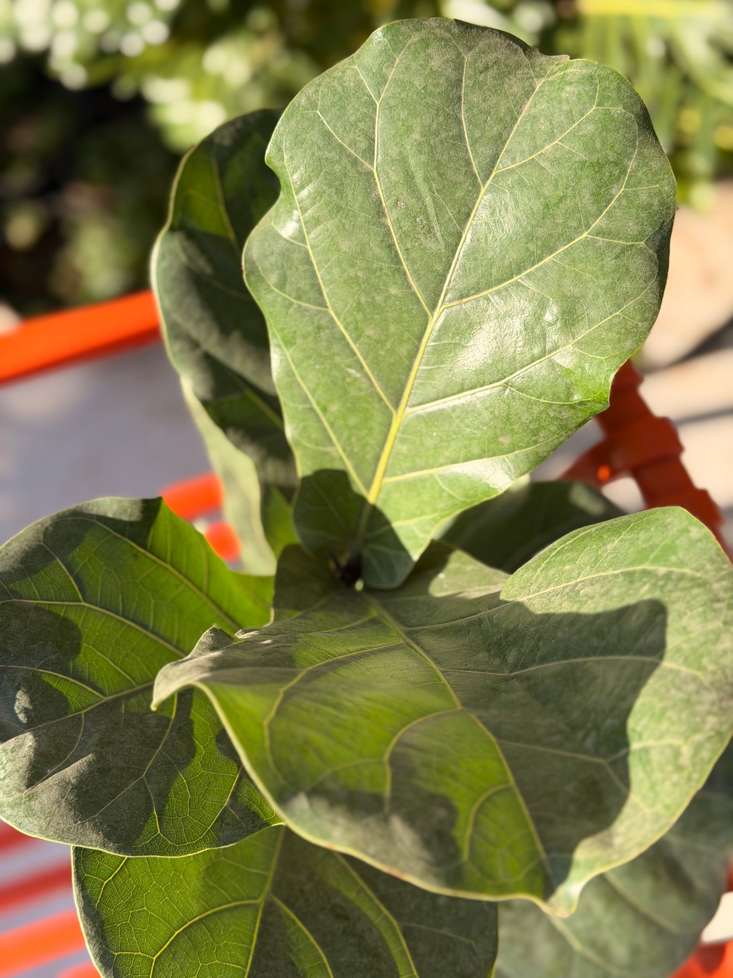 Ficus Lyrata (FLF)