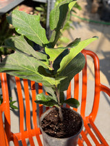 Ficus Lyrata (FLF)
