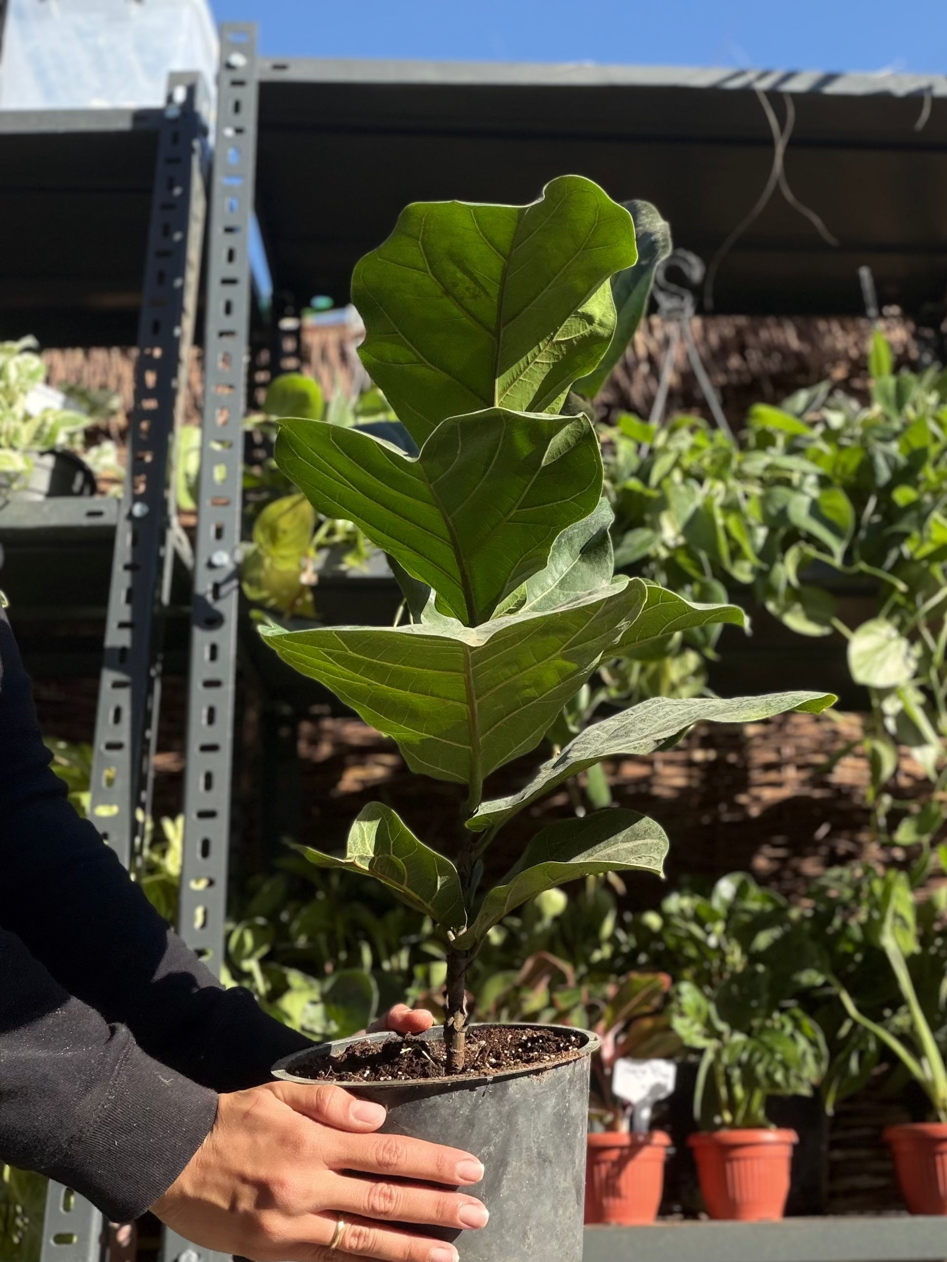 Ficus Lyrata (FLF)
