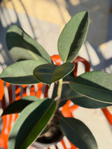 Ficus elastica (Rubber Plant)