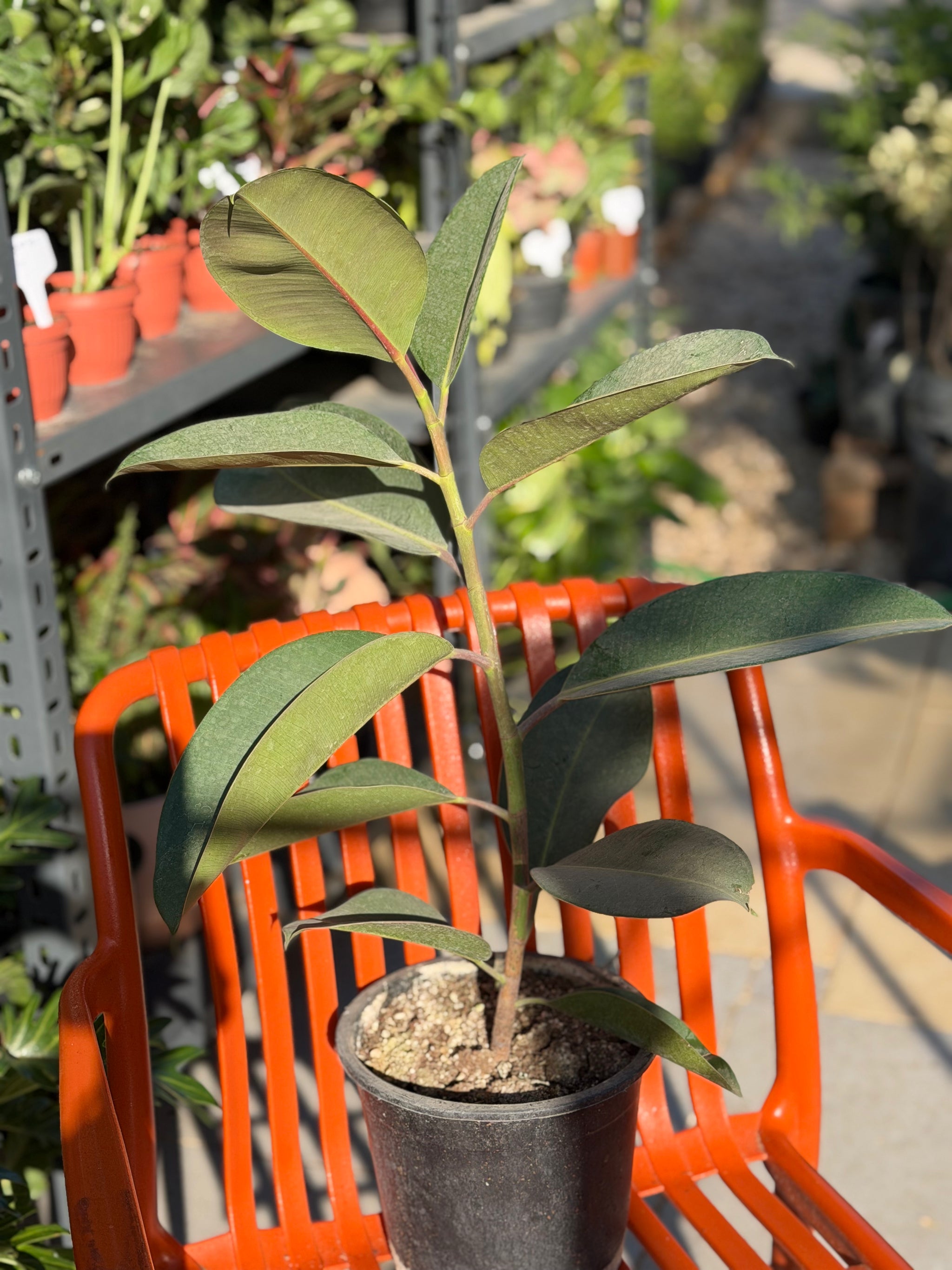 Ficus elastica (Rubber Plant)