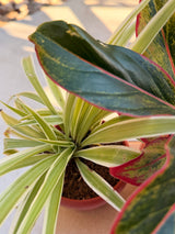 Resilient Indoor Trio