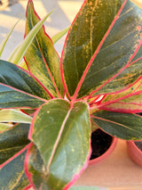 Resilient Indoor Trio