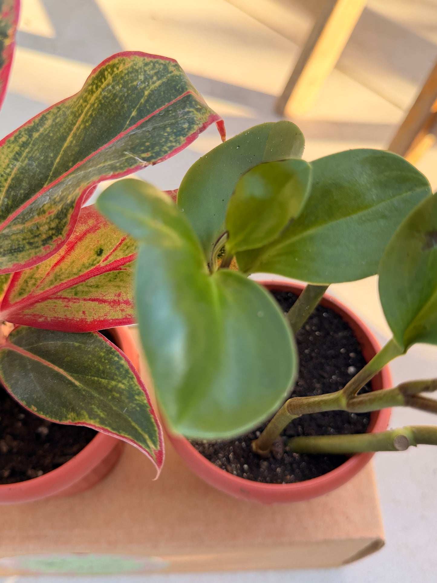 Resilient Indoor Trio