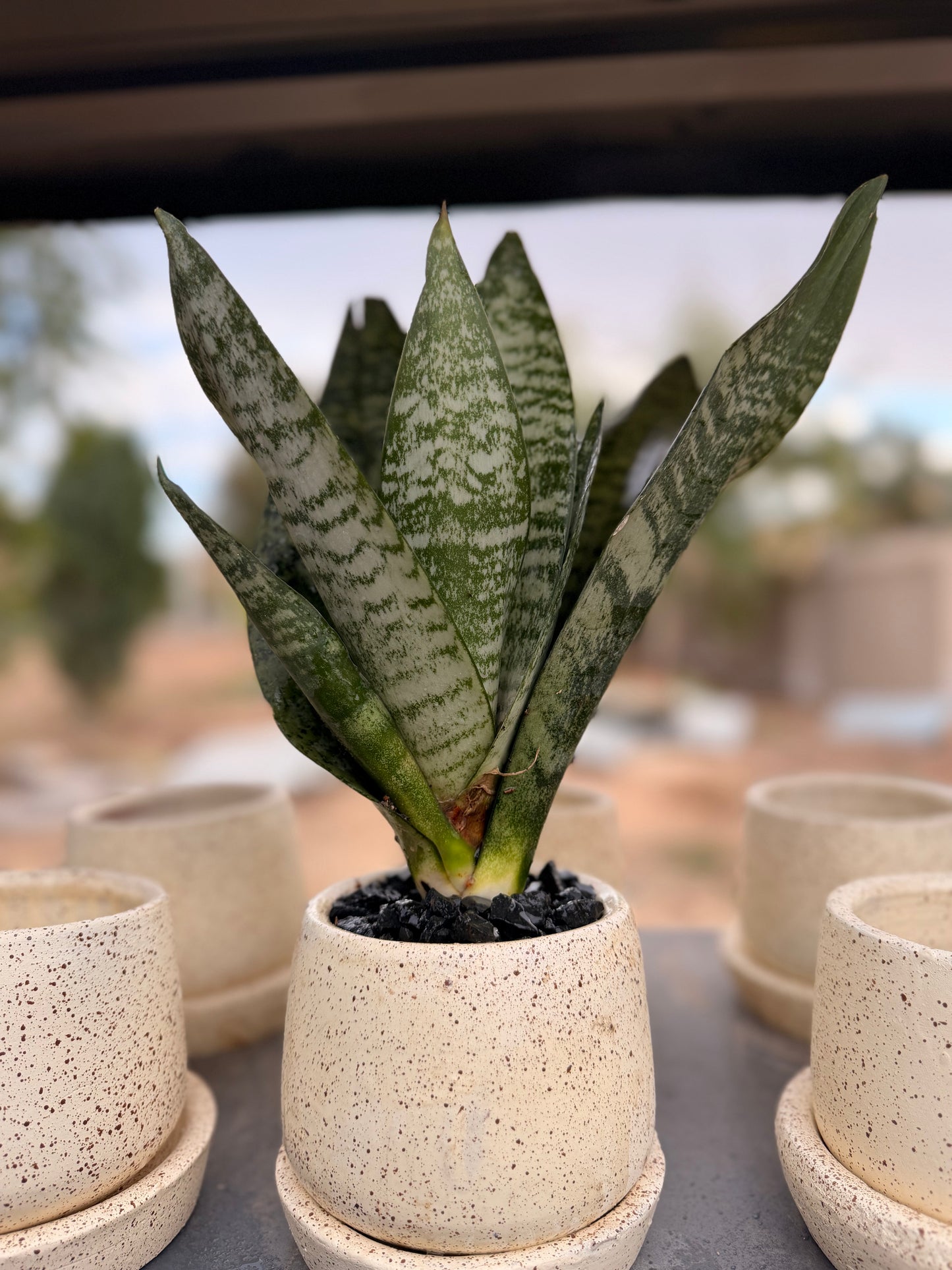 Snake Plant in Dotted Pot