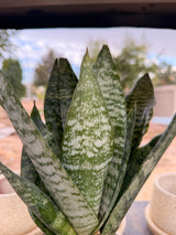 Snake Plant in Dotted Pot