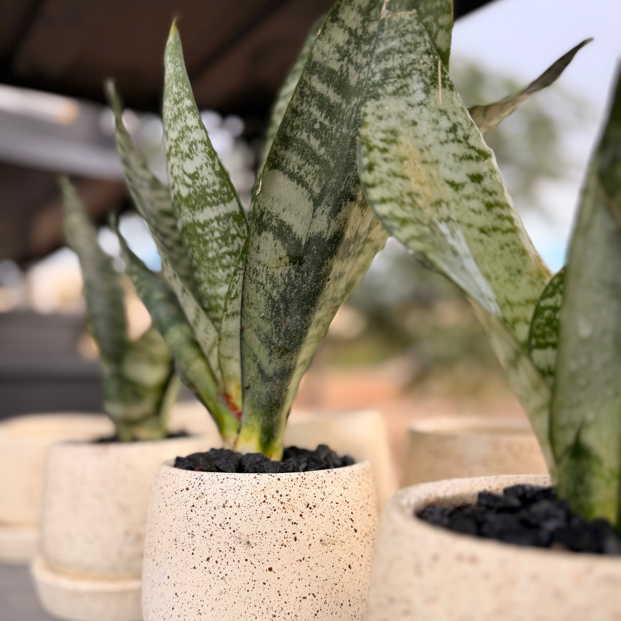 Snake Plant in Dotted Pot