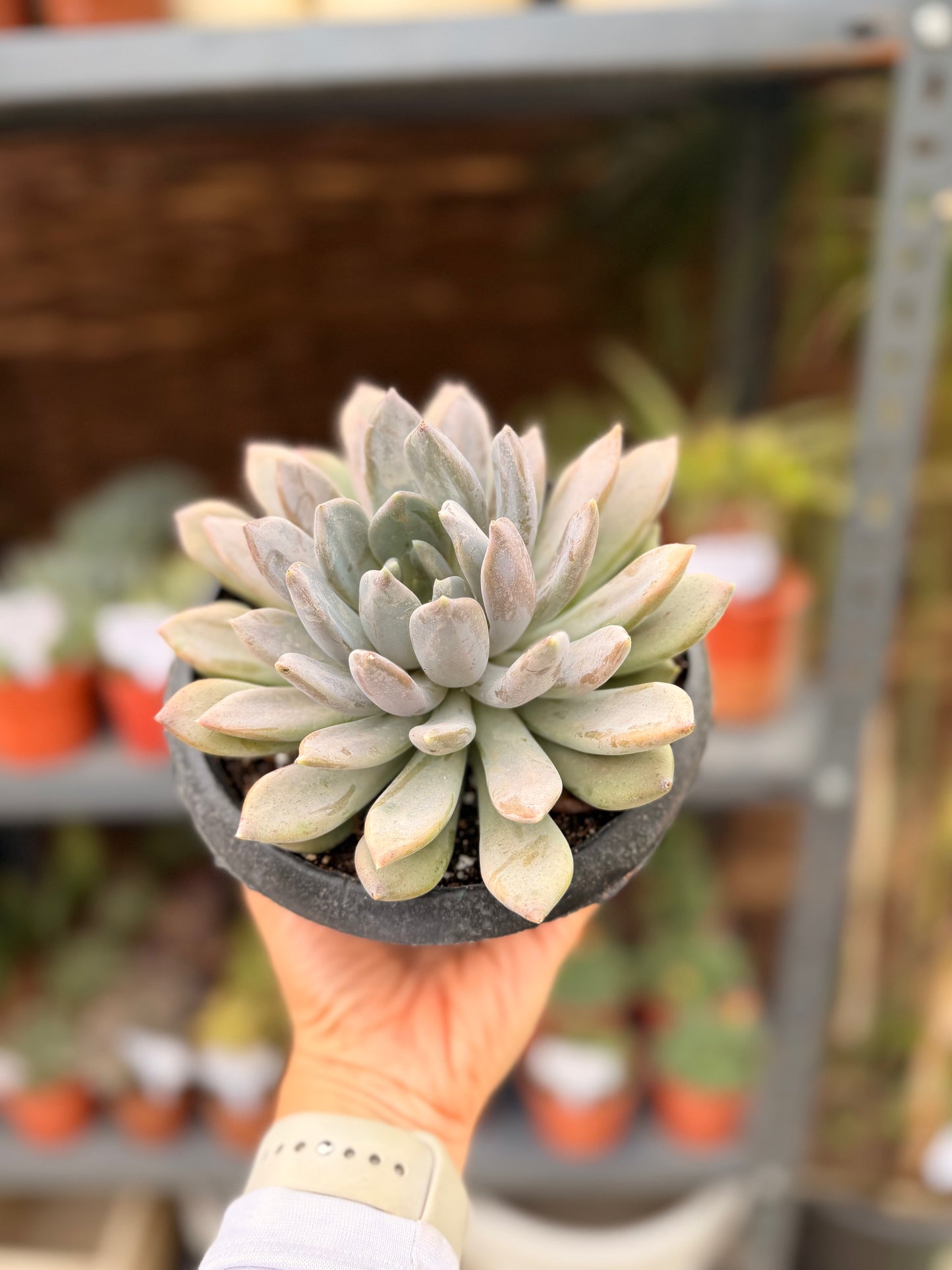 Large Echeveria