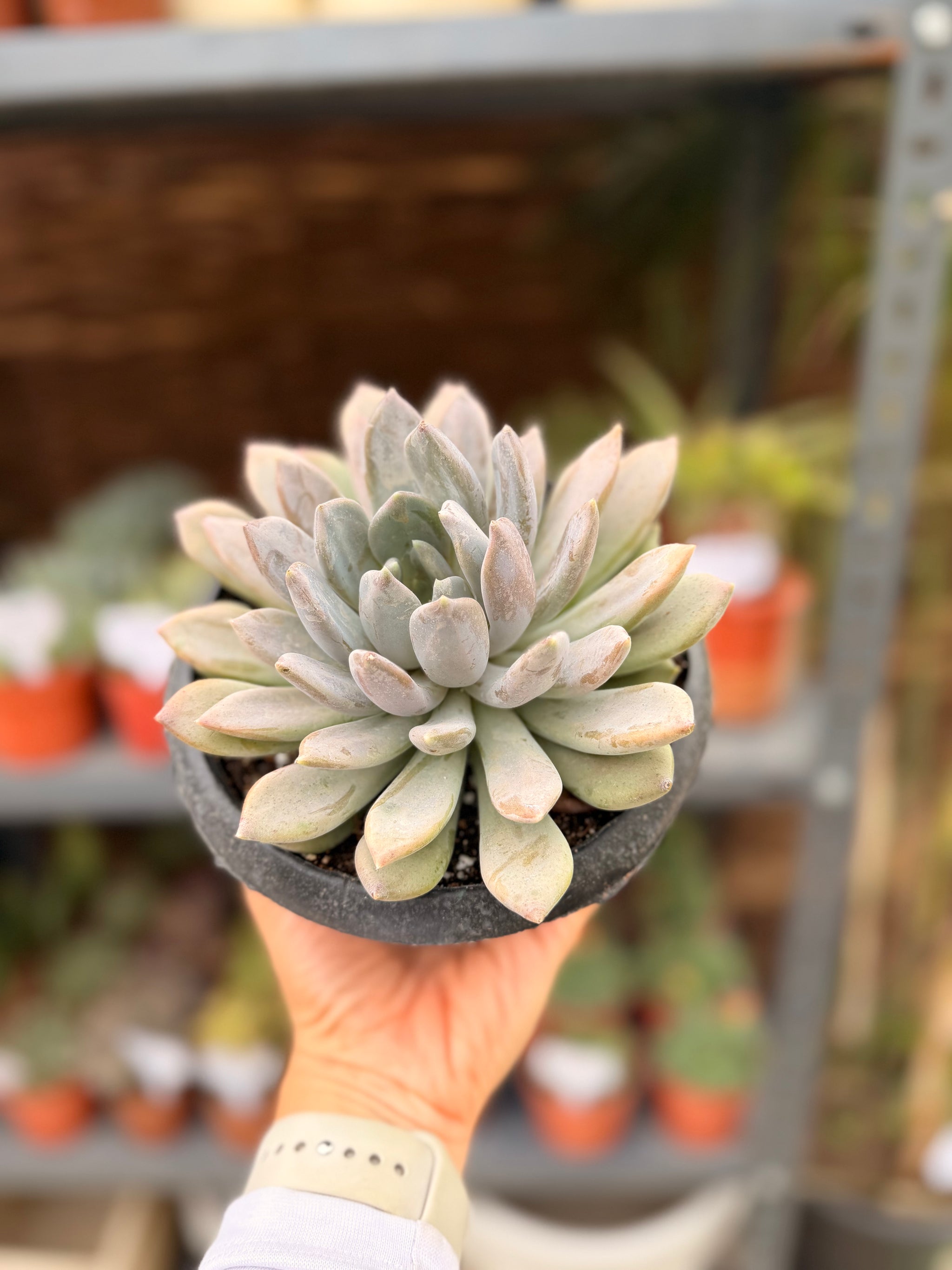 Large Echeveria