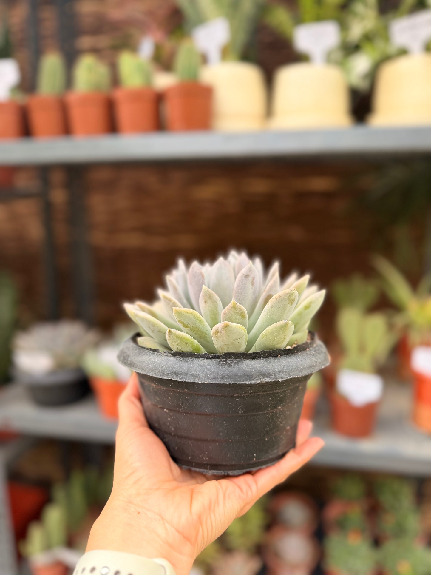 Large Echeveria