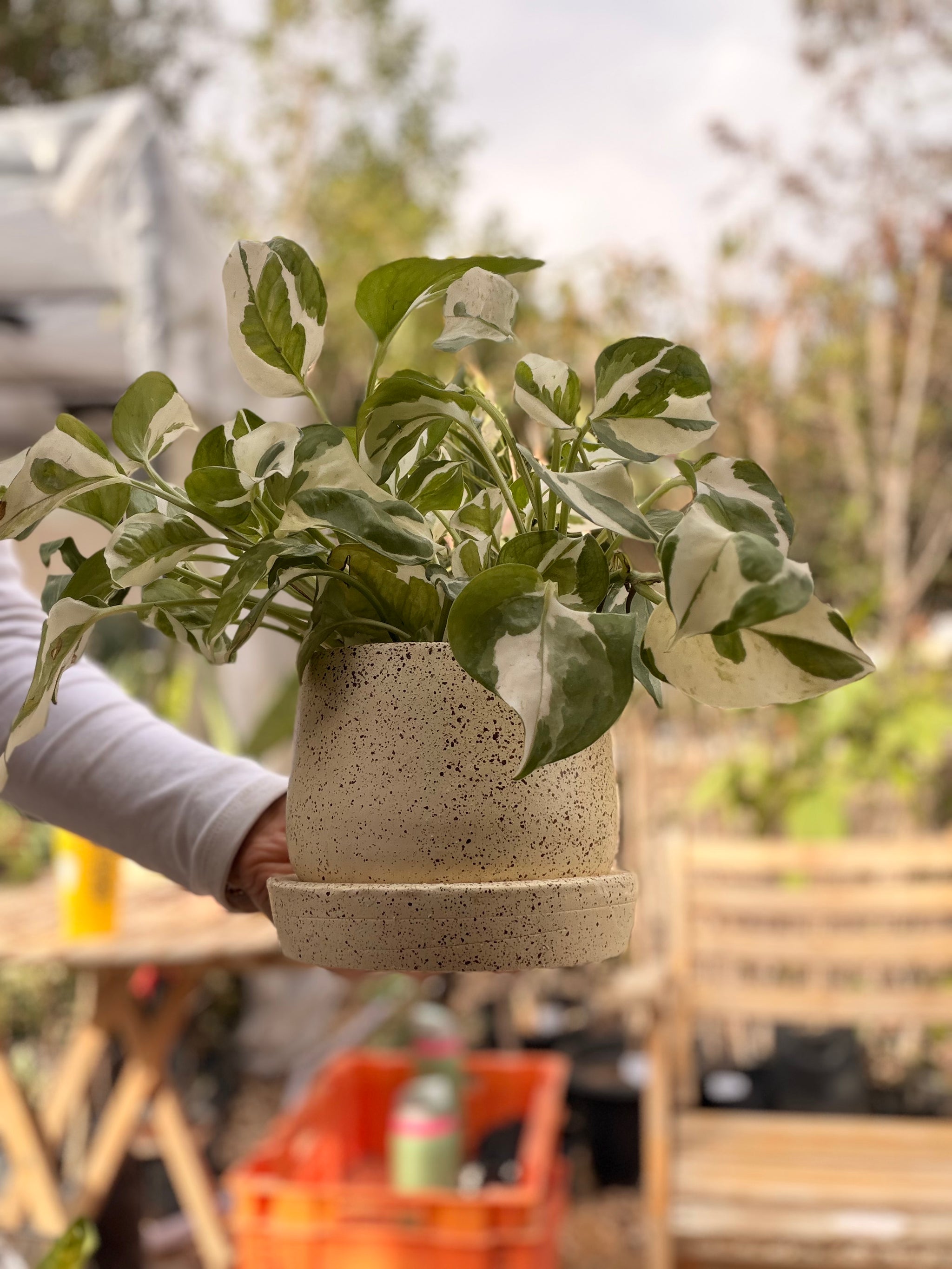 White Pothos in Dotted Pot