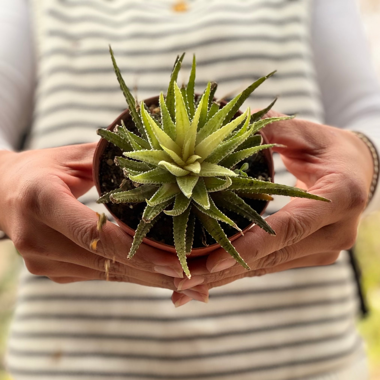 Variegated Haworthia