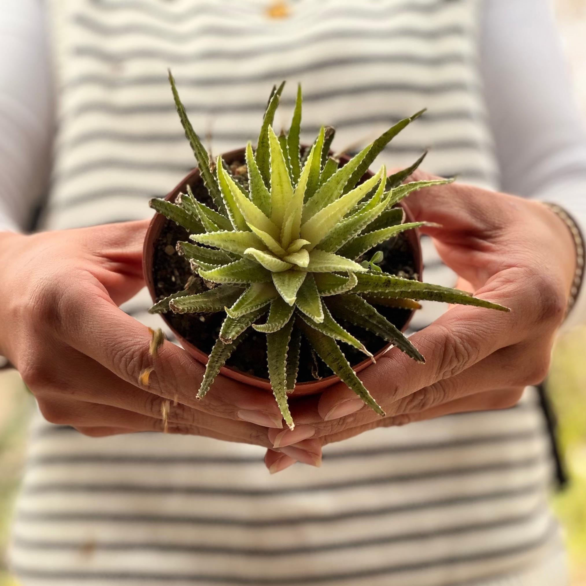 Variegated Haworthia