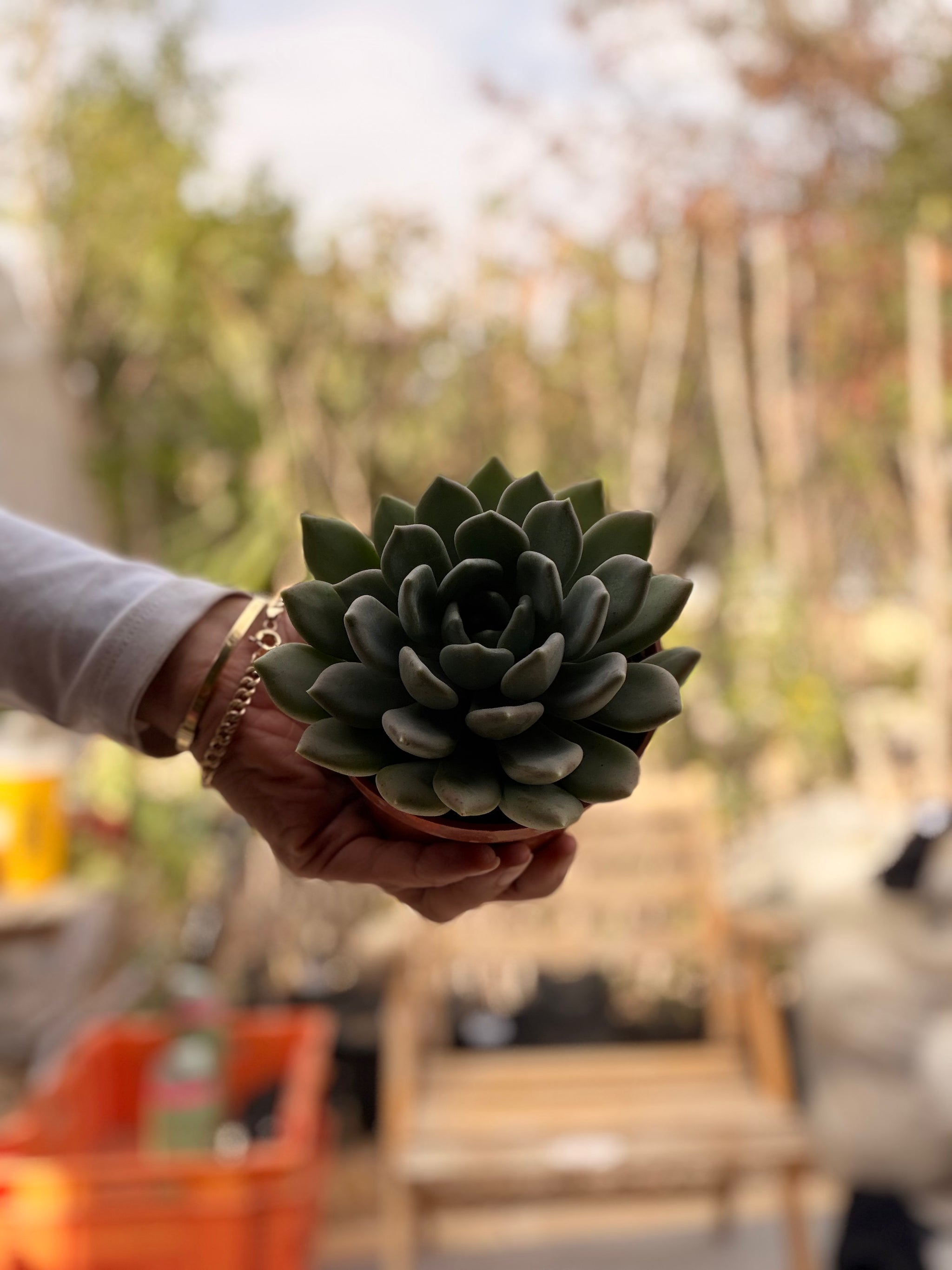 Large Echeveria