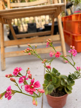 Flowering Kalanchoe